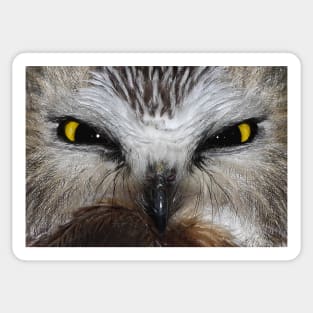 Saw-whet Owl...Saw-eeet! Sticker